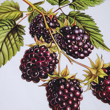 BLACKBERRY TEE by GOLF WANG